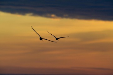 Arctic Tern (Sterna paradisaea), Hiiumaa Island in the Baltic Sea, Estonia, Baltic States, Northeastern Europe, Europe