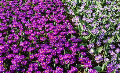 Fototapeta premium crocus flowers