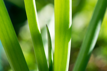 Green onion leaves