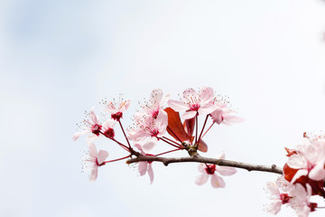 spring tree