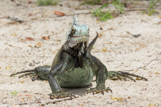 Portrait of a green iguana on the beach of Magens bay St. Thomas