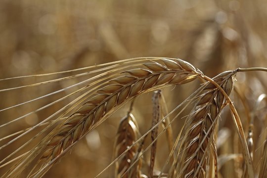 Barley (Hordeum Vulgate) With Ears