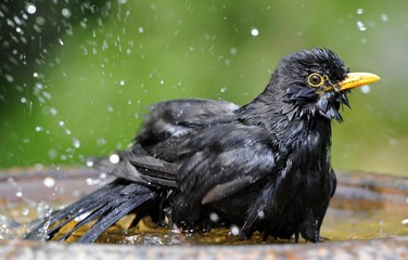 Male Blackbird (Turdus merula) bathing