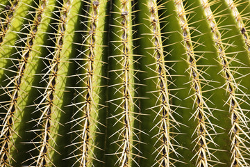 Golden Barrel Cactus, Golden Ball, Mother-in-Law's Cushion, Echinocactus grusonii