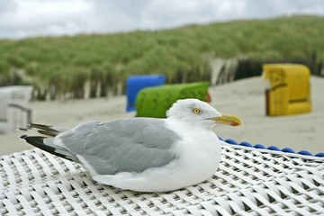 Herring gull (Larus argentatus) sitting on beach chair