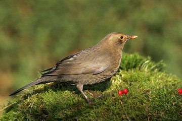 Blackbird - female (Turdus merula)