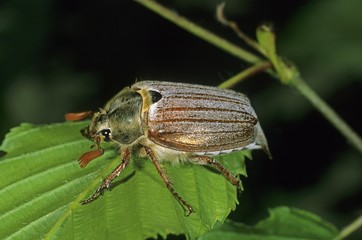 Cockchafer or May Bug (Melolontha melolontha)