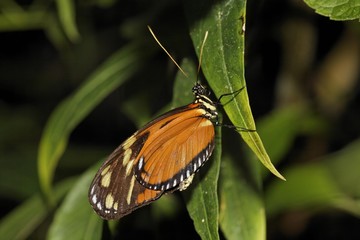 Longwing butterfly (Heliconius sp.), Costa Rica, Central America