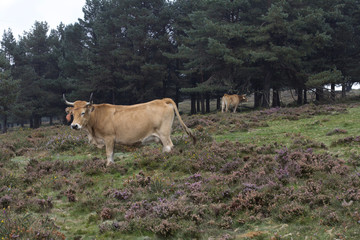 Cow