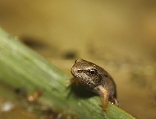 Young European Common Brown Frog, Rana temporaria, Germany, Europe