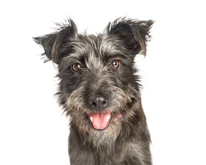 Afwasbaar Fotobehang Hond Happy Scruffy Terrier Dog close-up
