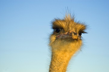 Ostrich (Struthio camelus), South Africa, Africa