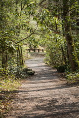 dirt path in forest