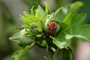 Feuerwanze