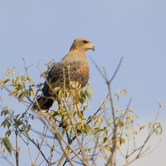Savanna Hawk (Buteogallus meridionalis), Pantanal, Mato Grosso, Brazil, South America