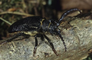 Longhorn or Long-horned Beetle (Prionus coriarius)
