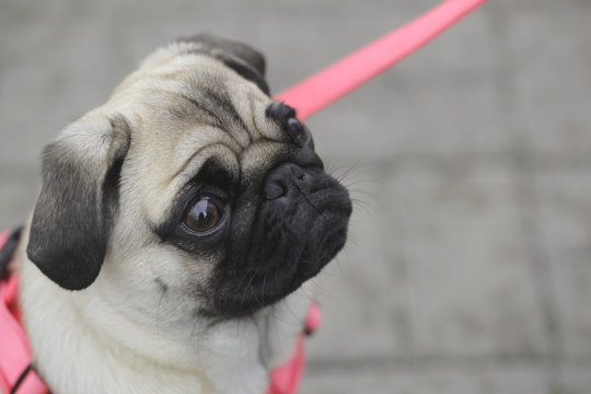 dog in pink suspenders - french bulldog portrait
