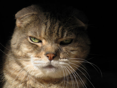 Glaring Gaze of Golden Eyed Cat