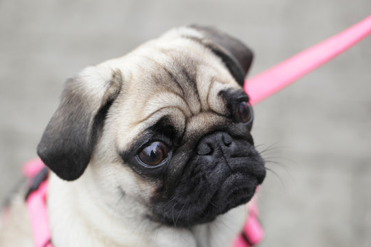 dog in pink suspenders - french bulldog portrait