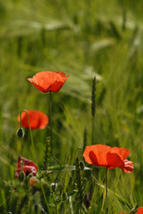 Corn poppy (Papaver rhoeas) and grain in early summer
