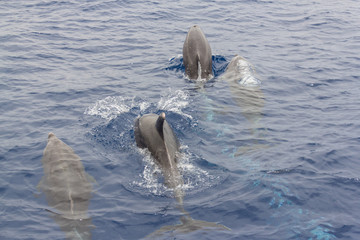 Naklejka premium Dolphins surfacing and blowing bubbles near Los Gigantes,Tenerife/Spain