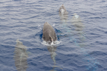 Fototapeta premium Dolphins blowing bubbles near Los Gigantes,Tenerife/Spain