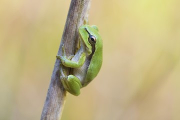 European Tree Fog (Hyla arborea)
