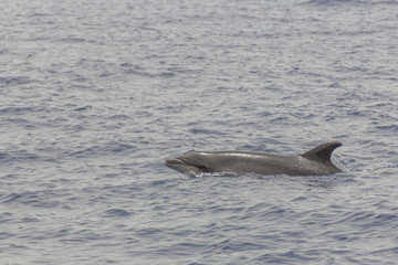 Naklejka premium Dolphin surfacing near Los Gigantes,Tenerife/Spain
