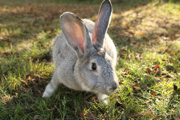 little rabbit pet in the field at sunset