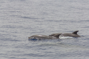 Obraz premium Dolphins near Los Gigantes,Tenerife/Spain