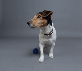 hund jack russell