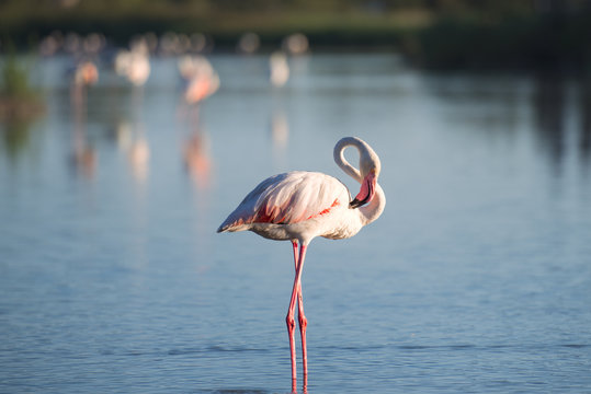One flamingo bird standing in a natural lake outdoor