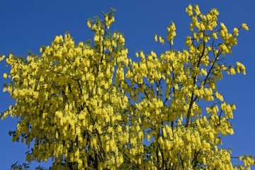 Golden Chain, Voss's Laburnum (Laburnum x watereri) in bloom, poisonous plant