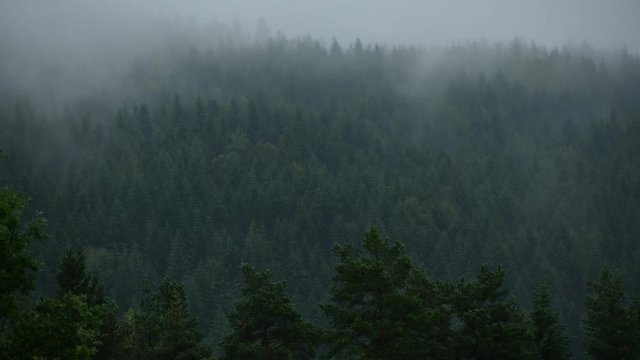 Time-lapse of Foggy Forest Hills. Cloudy Landscape.