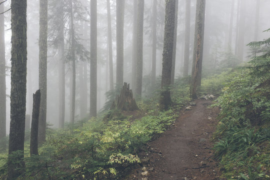 Hiking trail through foggy old growth forest