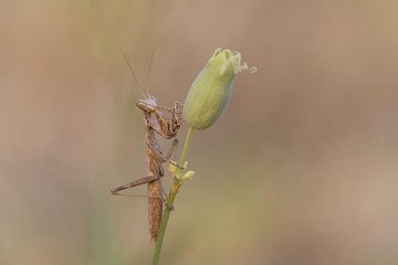 Praying Matis (Mantis religiosa)