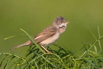 Whitethroat (Sylvia communis)