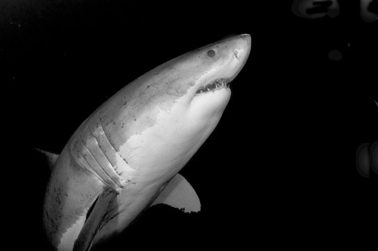 1,389 BEST "Great White" IMAGES, STOCK PHOTOS & VECTORS | Adobe Stock