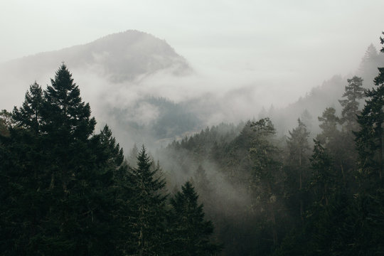 Fototapeta Malahat Fog