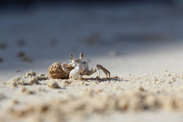 Crabe dans le sable