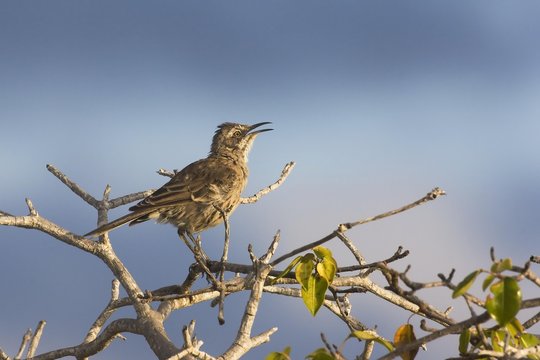 Chatham Island Mockingbird (Nesomimus melanotis), San Cristobal Island, Galapagos Islands, UNESCO World Heritage Site, Ecuador, South America