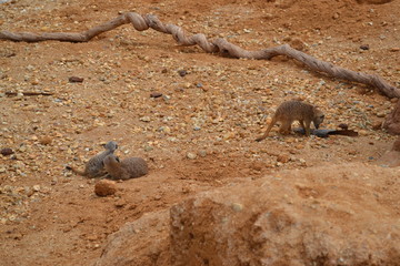 Obraz premium Animaux du Zoo