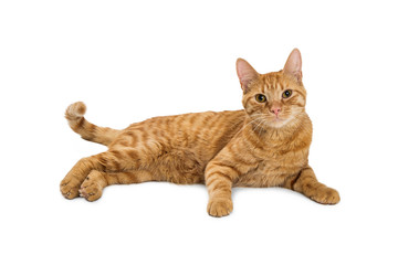 Pretty Cat Lying on White Looking Into Camera