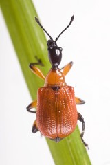 Hazel Leaf-roller (Apoderus coryli) on a blade of grass