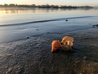 Fototapeta na wymiar seashells on the shore of the river