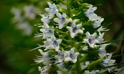 Cluster of echium flowers in foreground, Canary islands