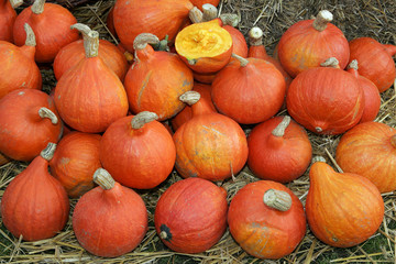 Pumpkins (Cucurbita Hokaido)