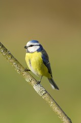 Obraz premium Blue Tit (Parus caeruleus)