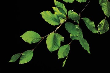 Beech leaves on a branch