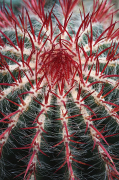 Beautiful big cactus plant with red thorns